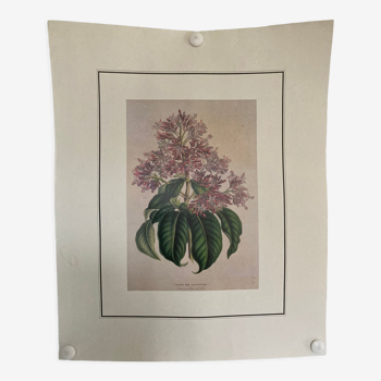 Fuchsia botanical poster