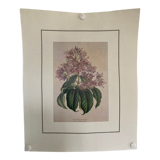 Fuchsia botanical poster