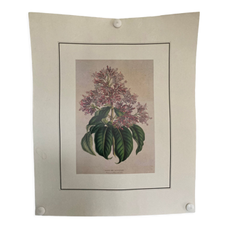 Fuchsia botanical poster