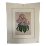 Affiche botanique Fuchsia