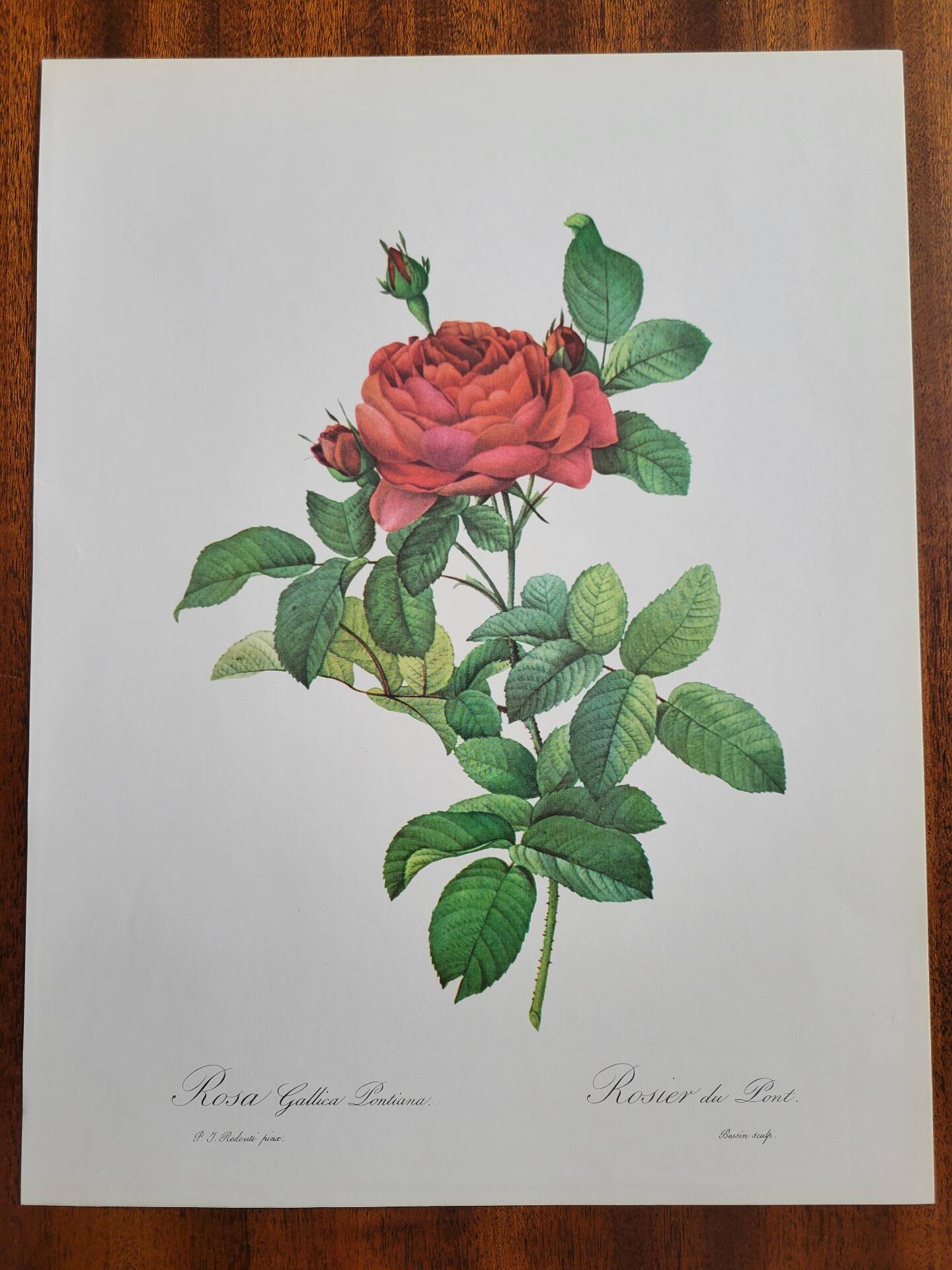 Planche botanique Rosier du Pont , P.J. Redouté 1960