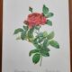 Planche botanique Rosier du Pont , P.J. Redouté 1960