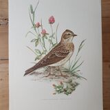 Lark bird board