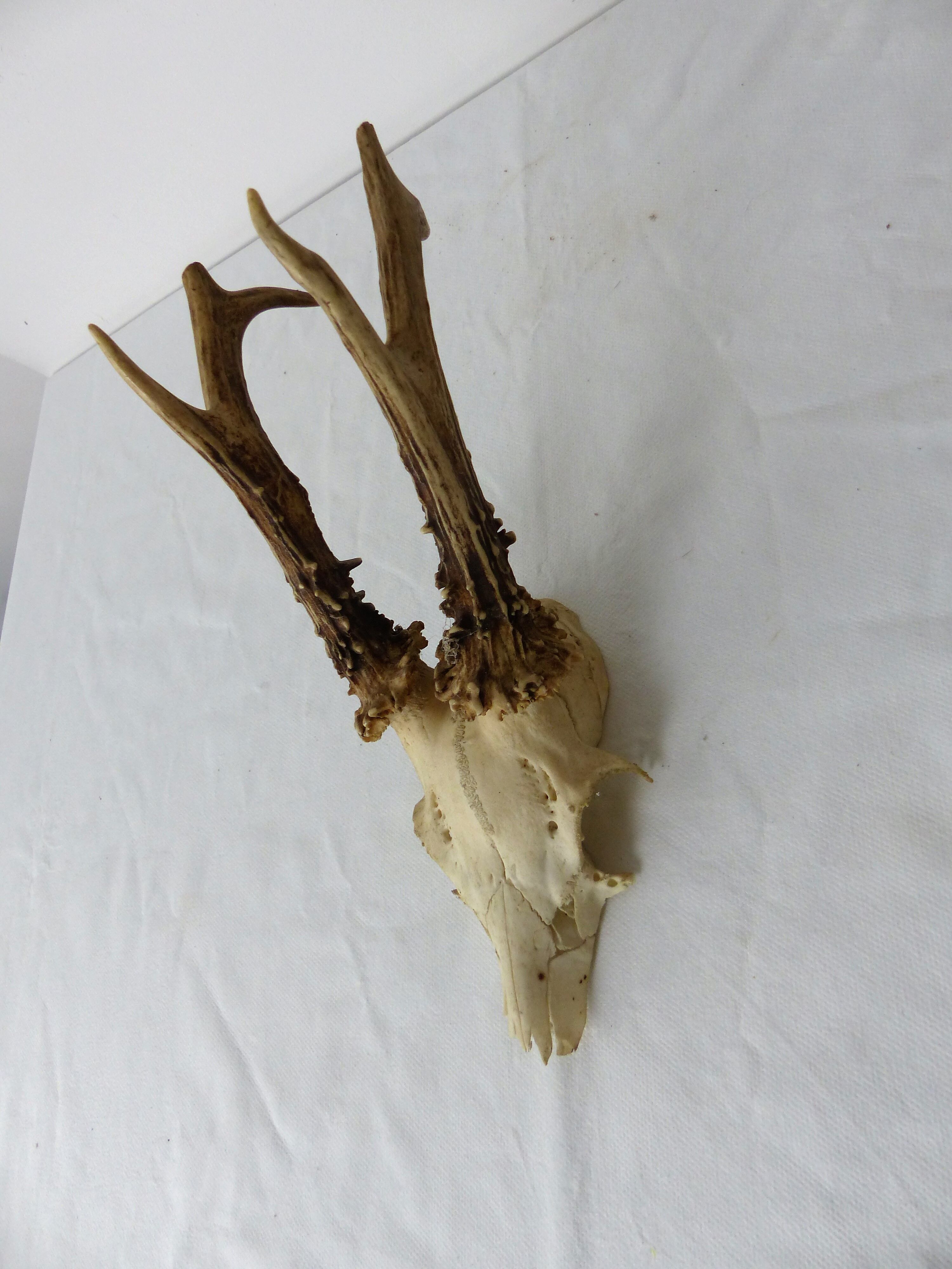 Deer massacre trophy