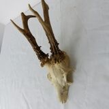 Deer massacre trophy