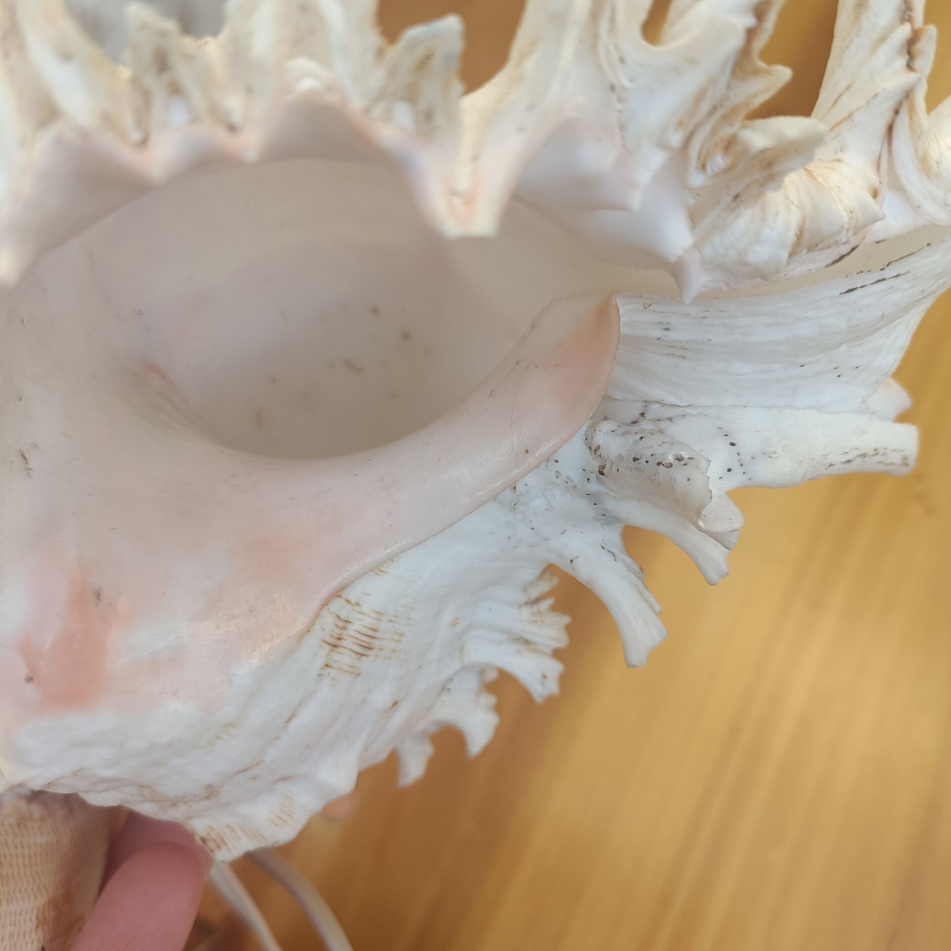 Shell lamp 60's