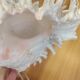 Shell lamp 60's