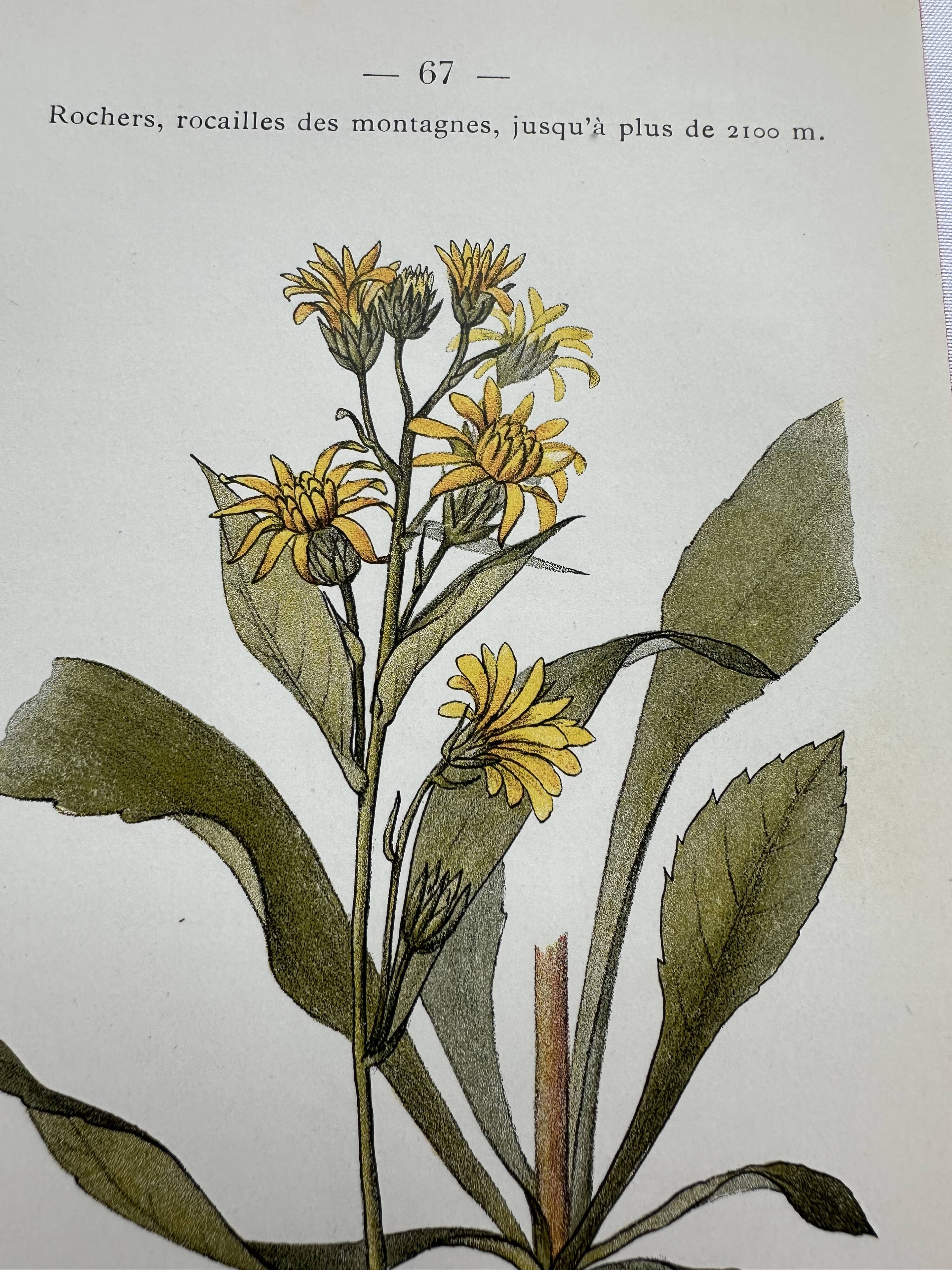 Old botanical engraving France double-sided