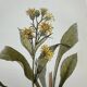 Old botanical engraving France double-sided