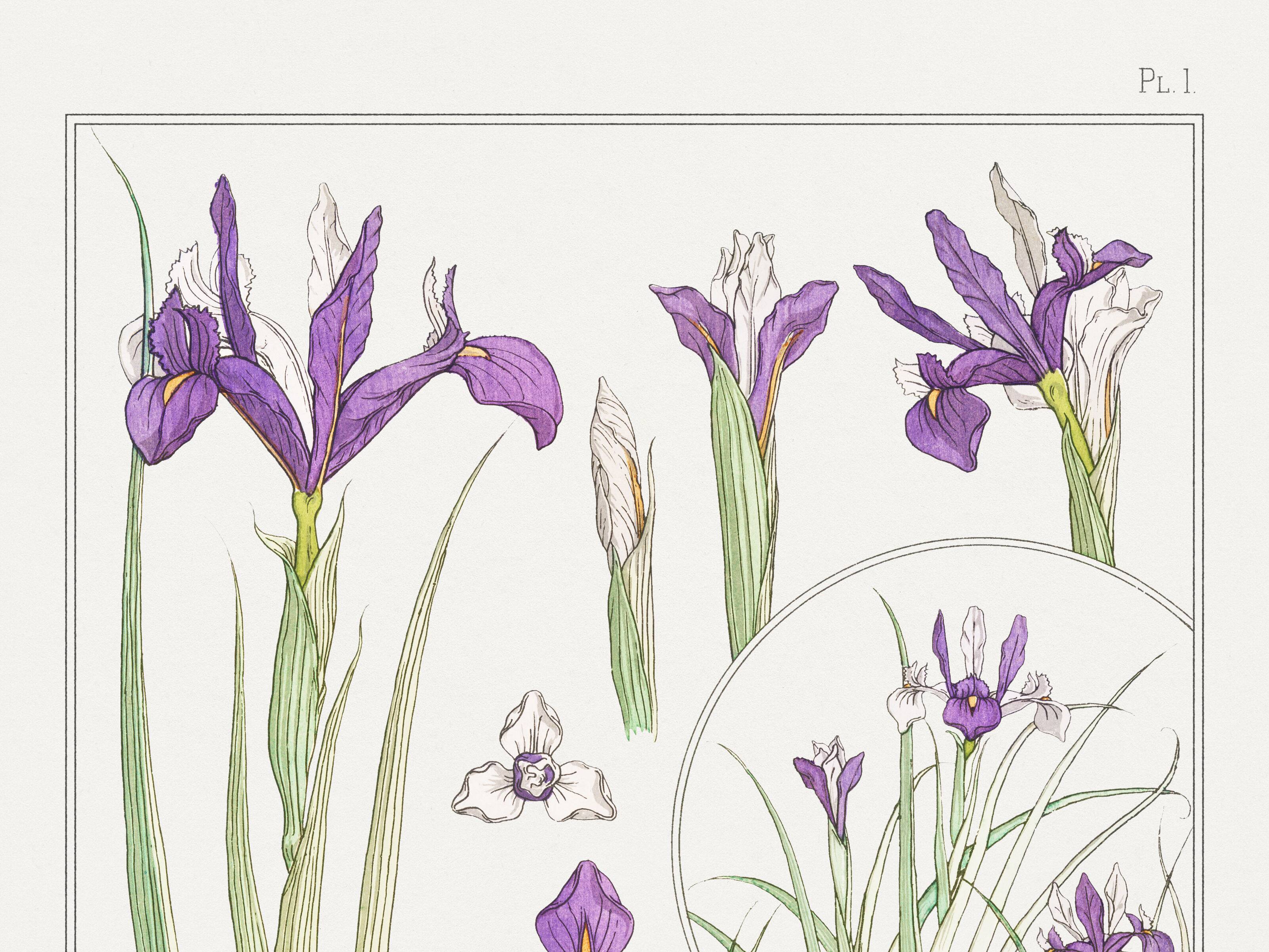 Affiche “Iris”, d’après une lithographie art nouveau de 1897