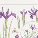 Affiche “Iris”, d’après une lithographie art nouveau de 1897