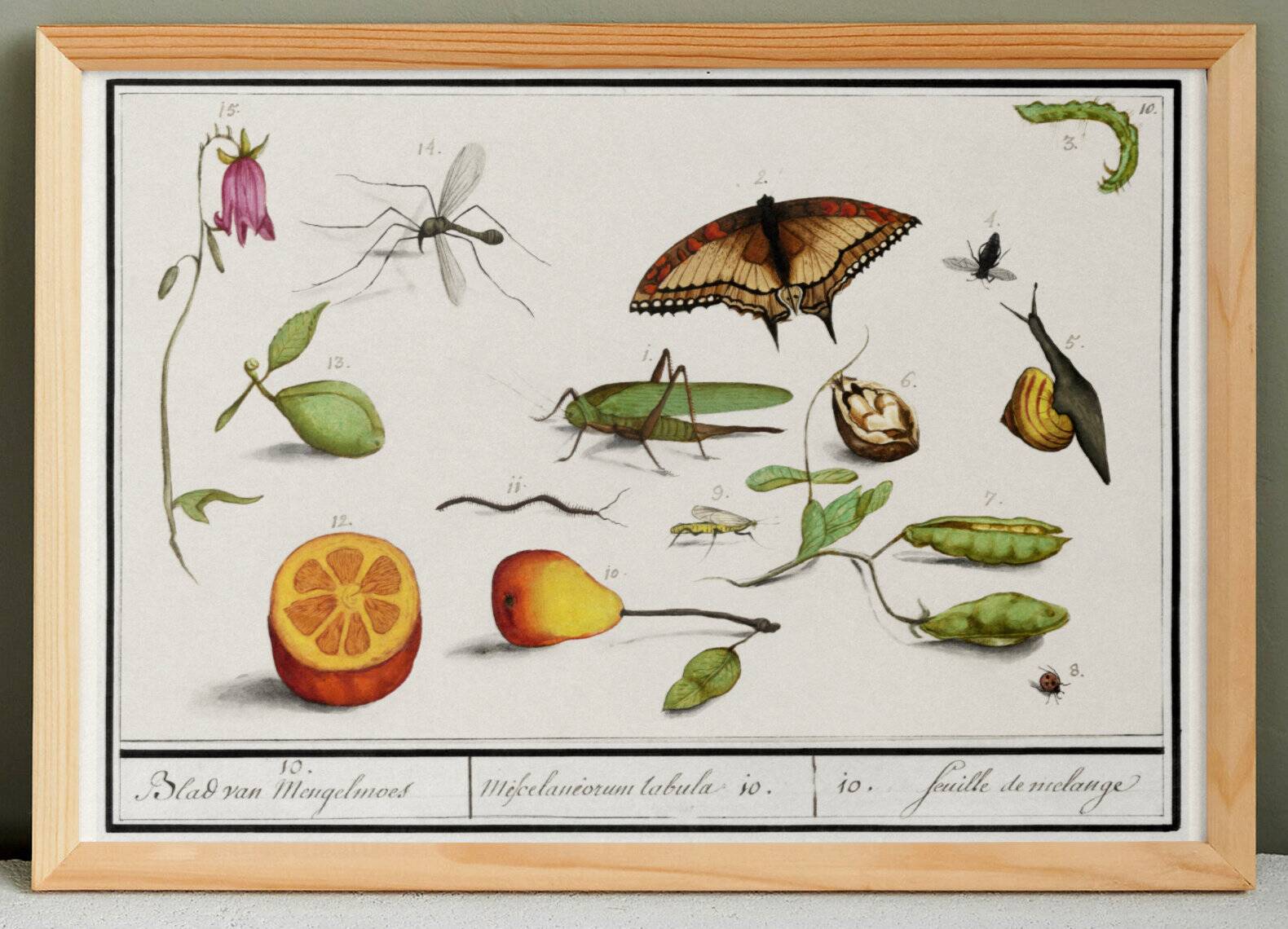 Petite affiche sur “les insectes et végétaux”, d’après une gravure ancienne