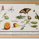 Petite affiche sur “les insectes et végétaux”, d’après une gravure ancienne