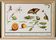 Petite affiche sur “les insectes et végétaux”, d’après une gravure ancienne