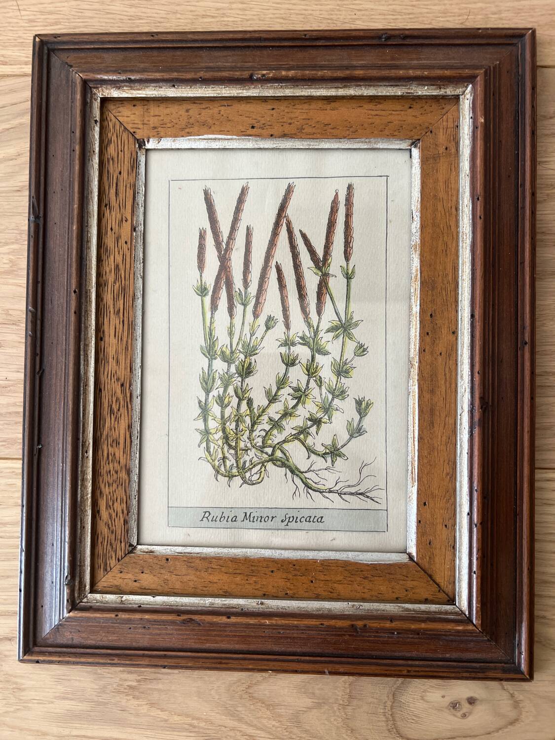 Plant engraving frame duo