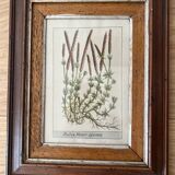 Duo cadre gravure plantes