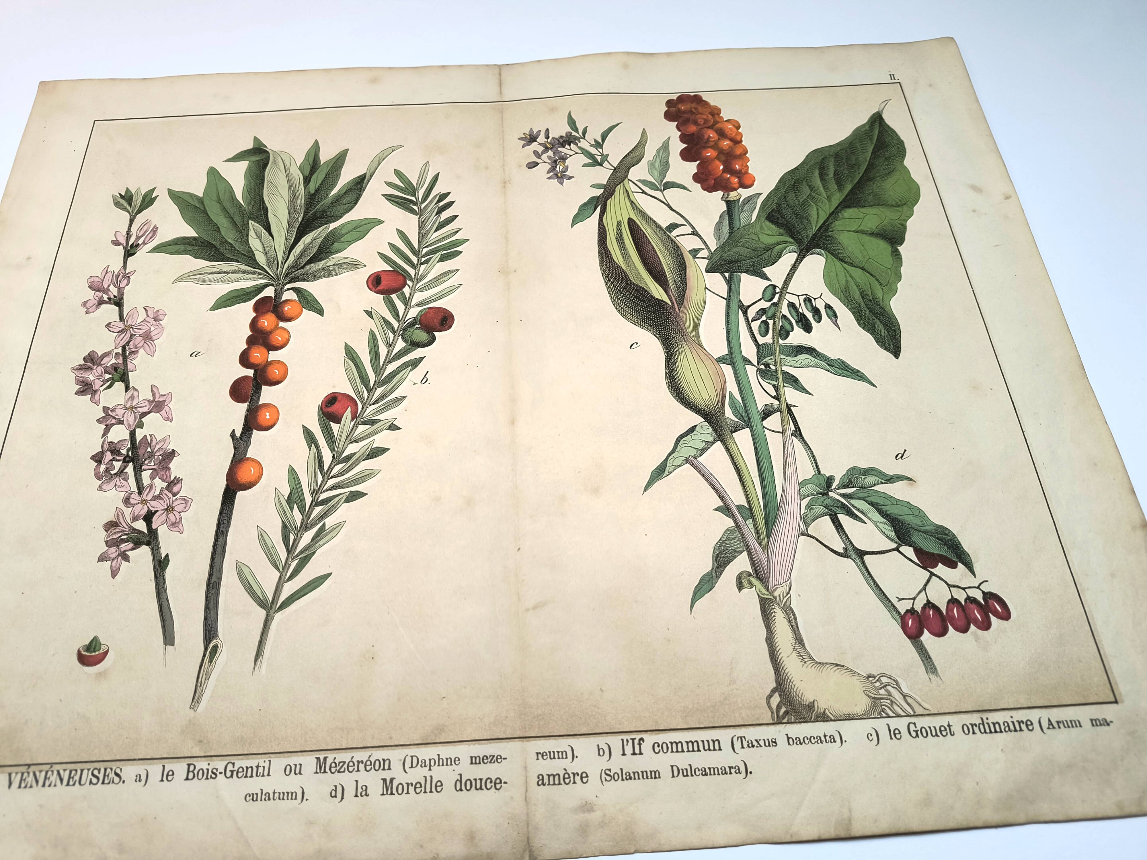 Botanical engraving from 1870 - Bois-Gentil and Yew - Lithograph of a plant