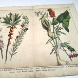 Botanical engraving from 1870 - Bois-Gentil and Yew - Lithograph of a plant