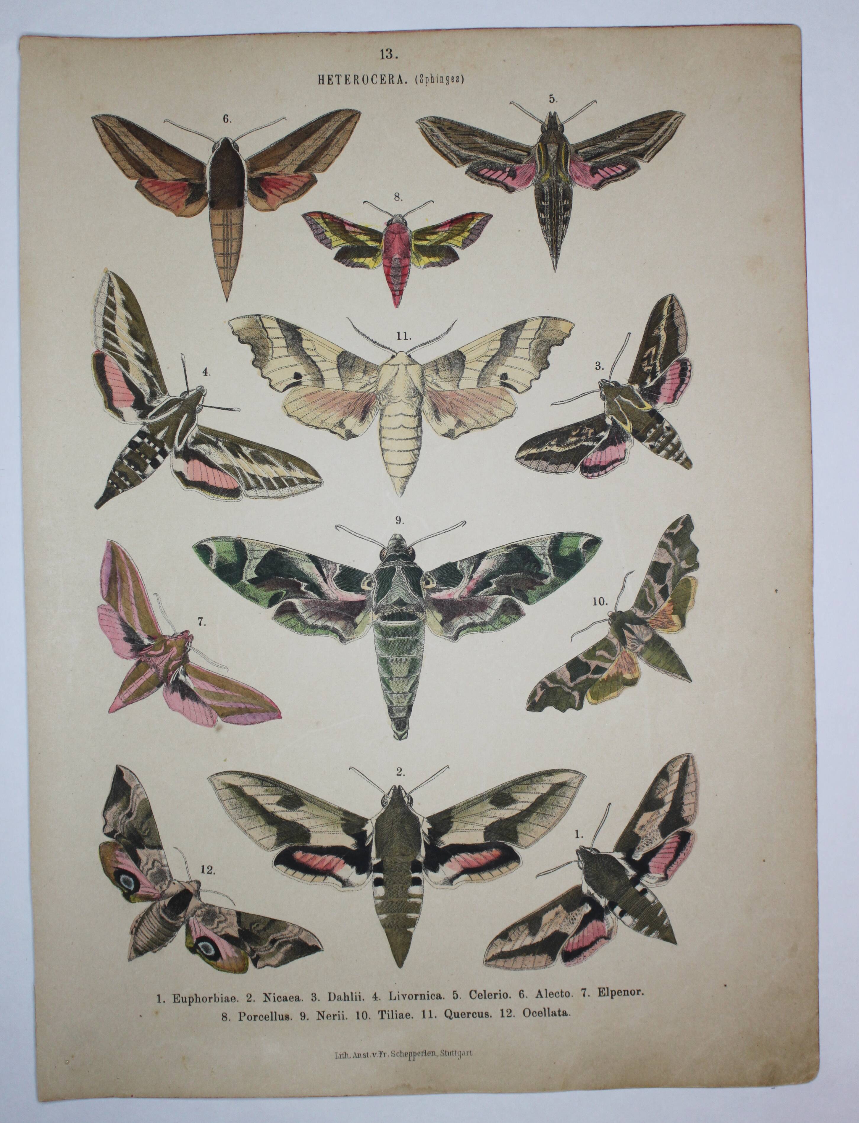 Ancienne gravure Papillon - Lithographie de 1887 - Euphorbia - Illustration entomologique