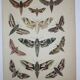 Ancienne gravure Papillon - Lithographie de 1887 - Euphorbia - Illustration entomologique