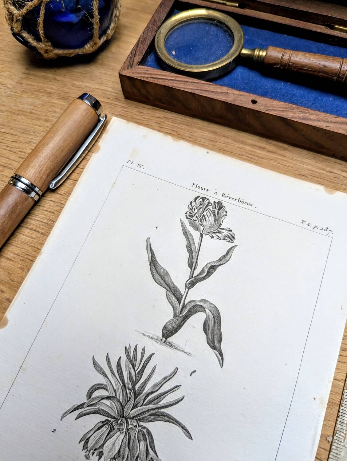 Imprimée en 1818, Tulipe et Impériale. Botanique vintage.