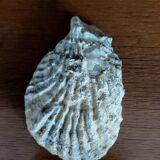 Fossile