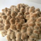 Big Pacific Pink Coral