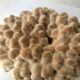Big Pacific Pink Coral