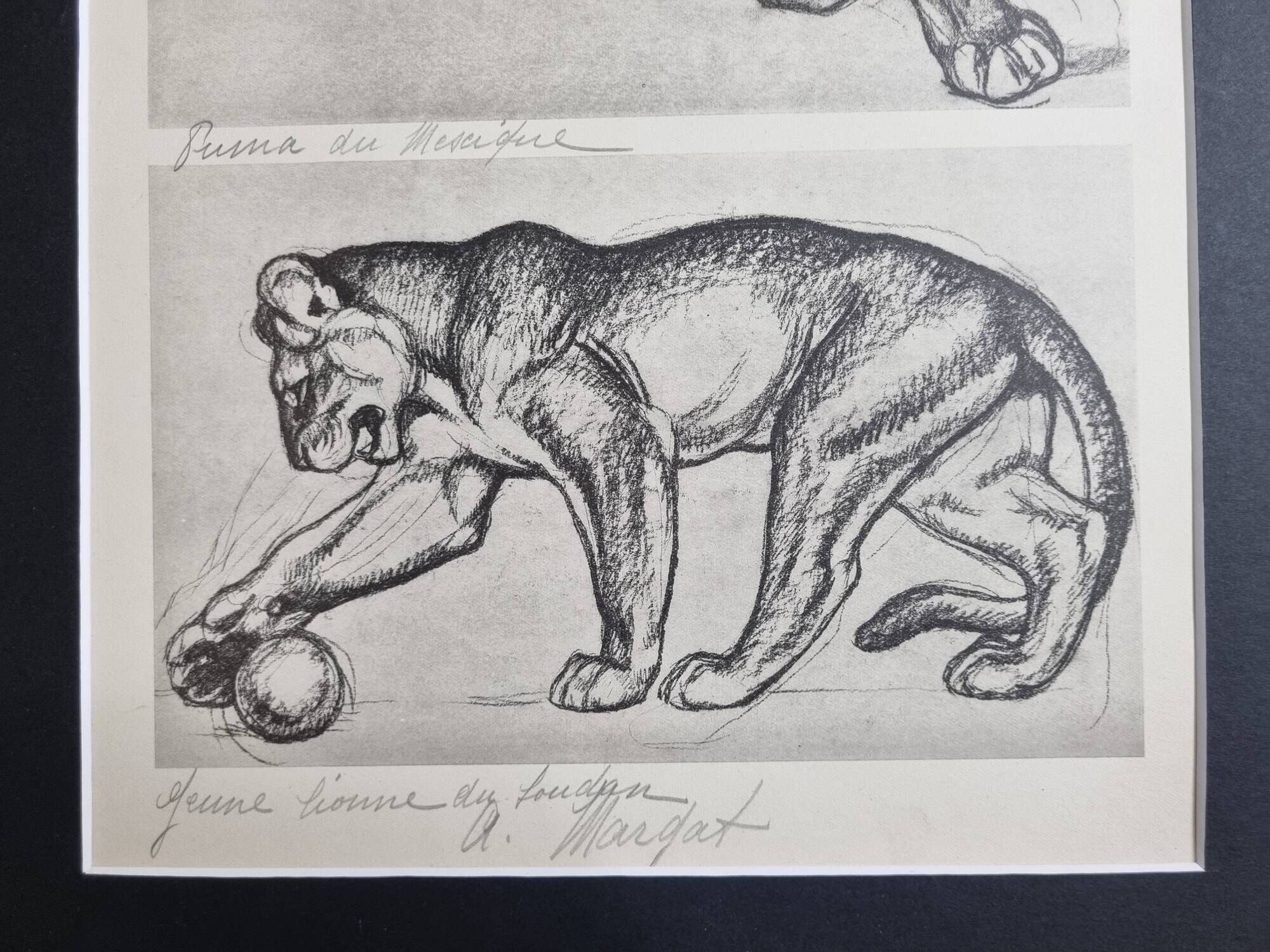Illustrated plate – Studies of felines – André Margat – 1930 – 40 x 30 cm