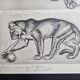 Illustrated plate – Studies of felines – André Margat – 1930 – 40 x 30 cm