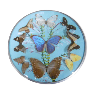 Vintage frame butterflies and silk threads - artefama - annees 50