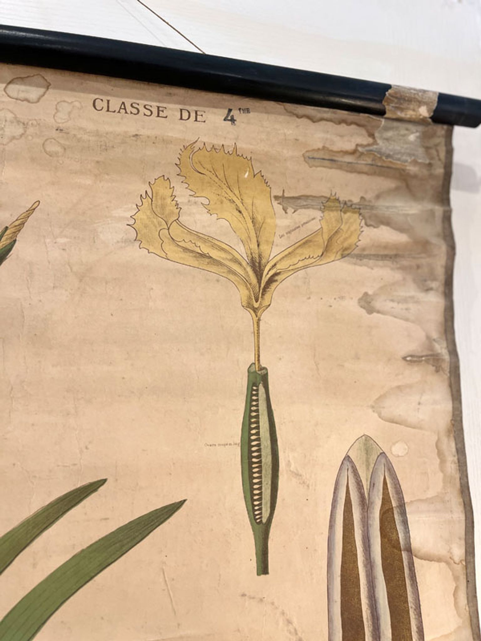 Ancienne planche de botanique de la maison Deyrolle “L’Iris”