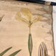 Old botanical plate from the Deyrolle house “L'Iris”