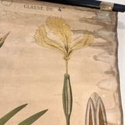 Ancienne planche de botanique de la maison Deyrolle “L’Iris”