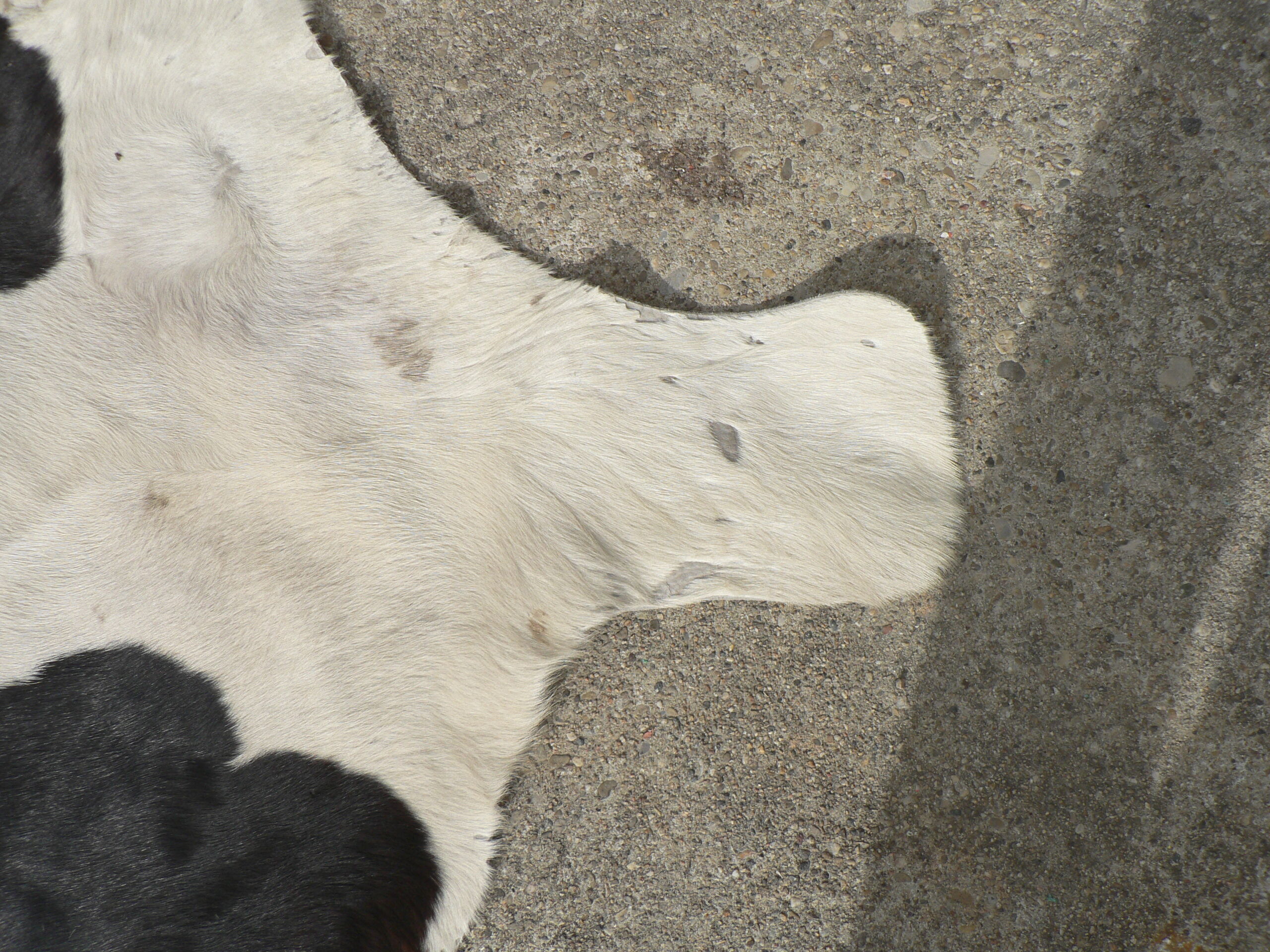 Rug cow skin, 215 x 195