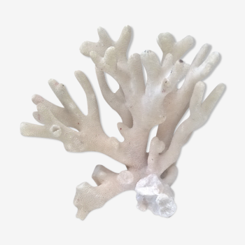 Vintage white coral