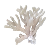 Vintage white coral