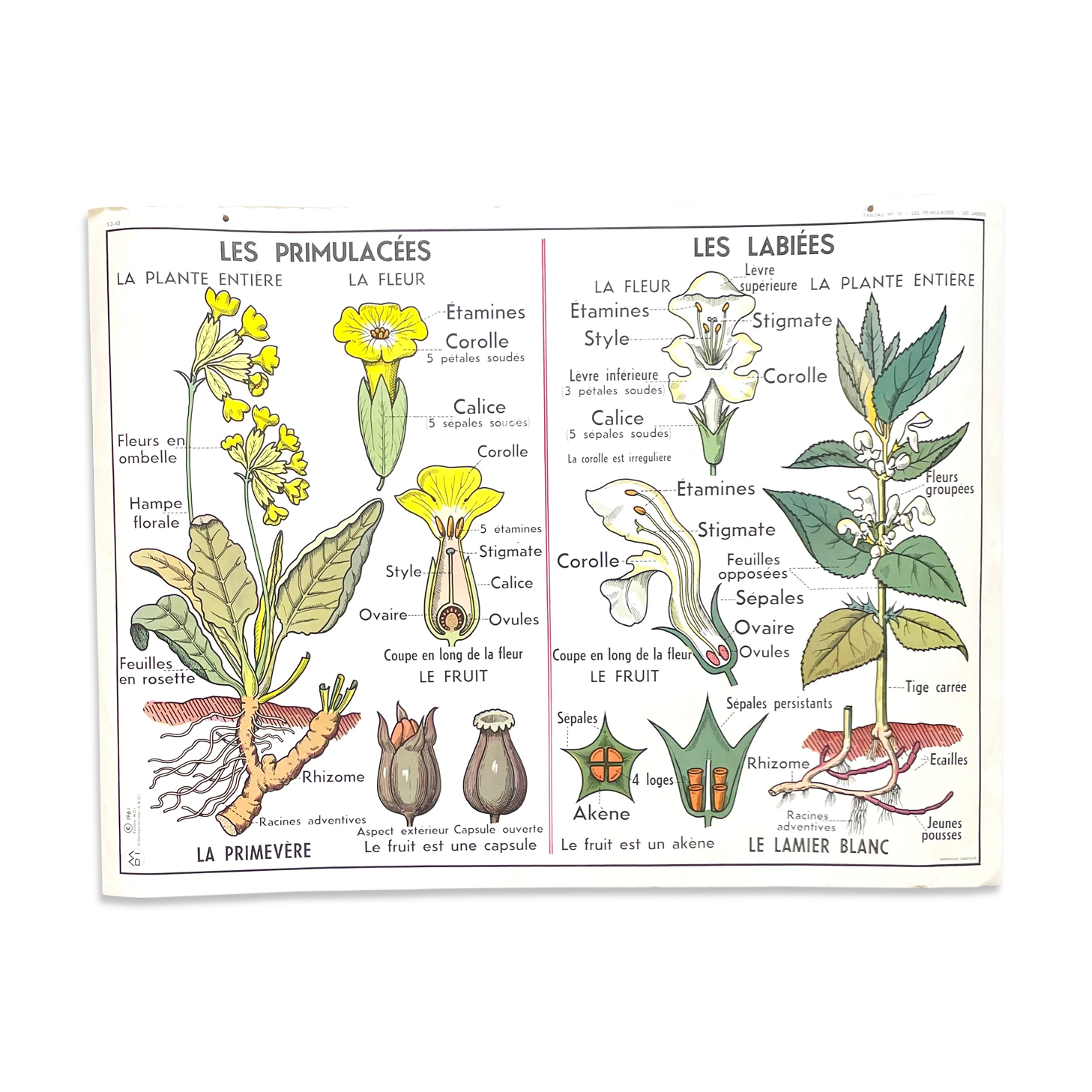 School poster primulaceae, labiae/potato, solanées