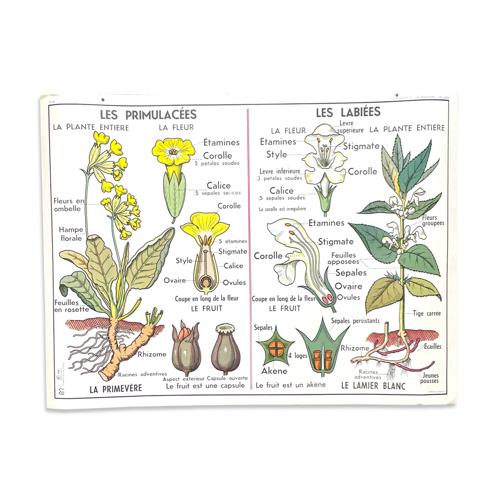 School poster primulaceae, labiae/potato, solanées | Selency