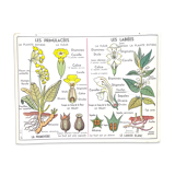 School poster primulaceae, labiae/potato, solanées