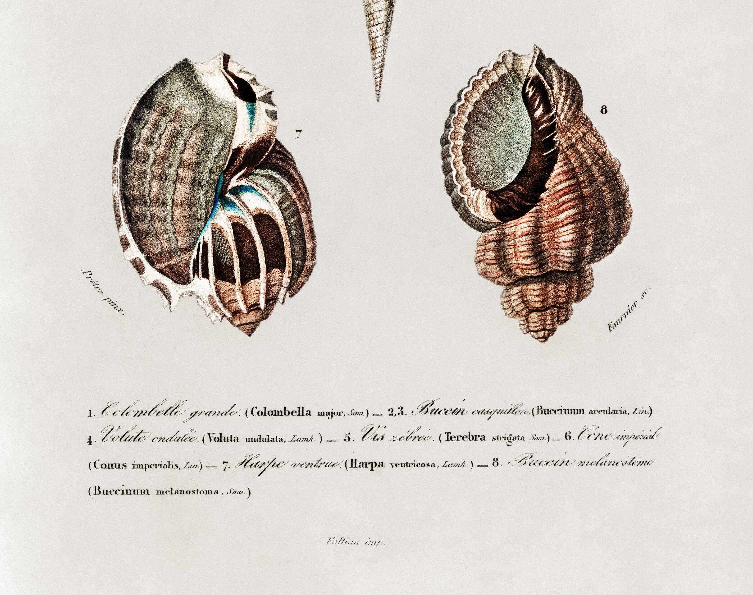 Poster about seashells, based on an old engraving from 1849.