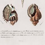 Poster about seashells, based on an old engraving from 1849.