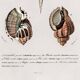 Poster about seashells, based on an old engraving from 1849.