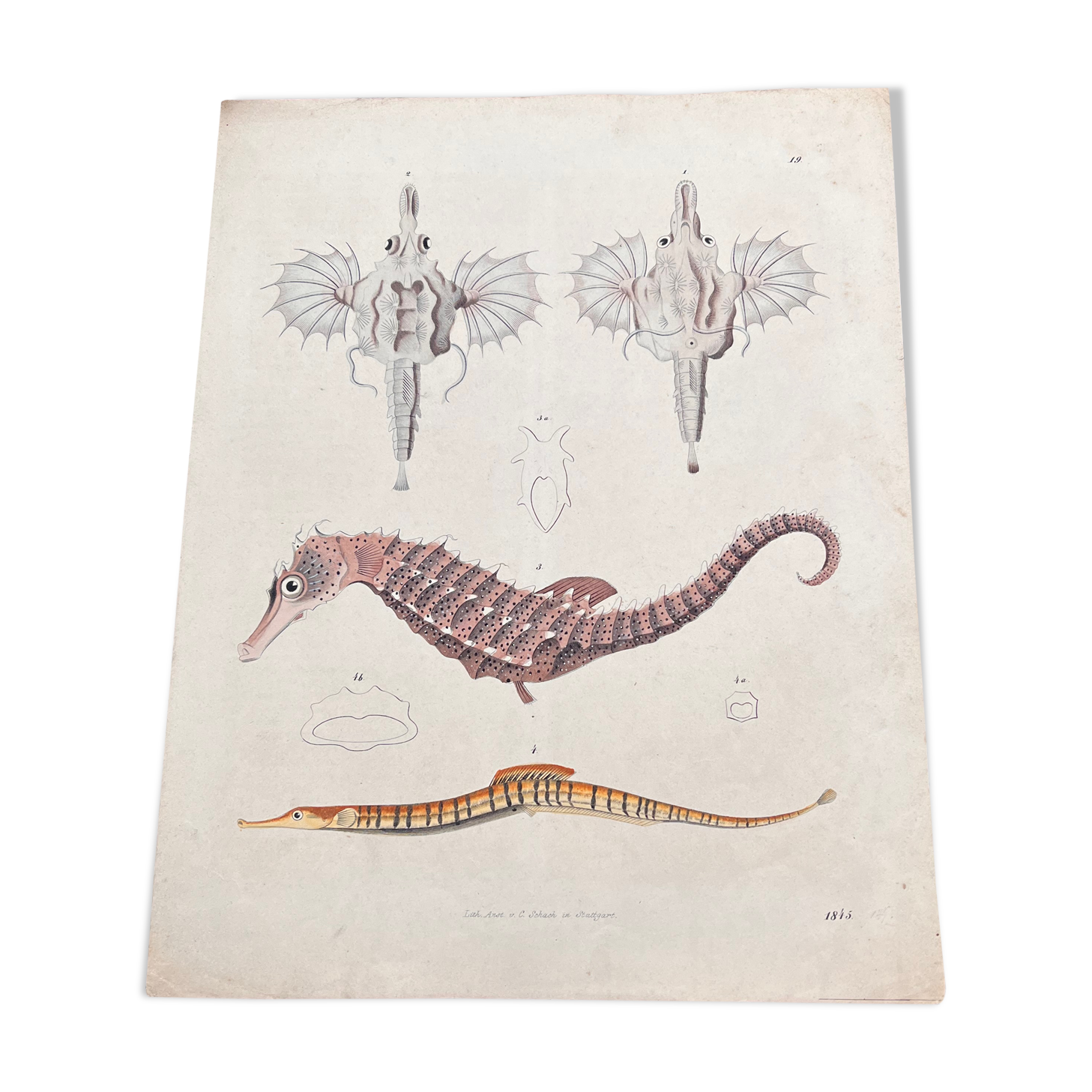 Poster (lithograph) hippocampus