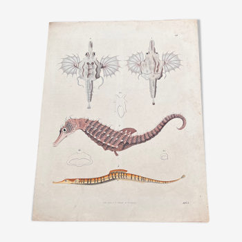 Poster (lithograph) hippocampus