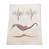 Poster (lithograph) hippocampus