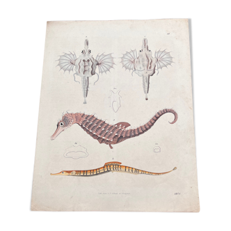 Poster (lithograph) hippocampus