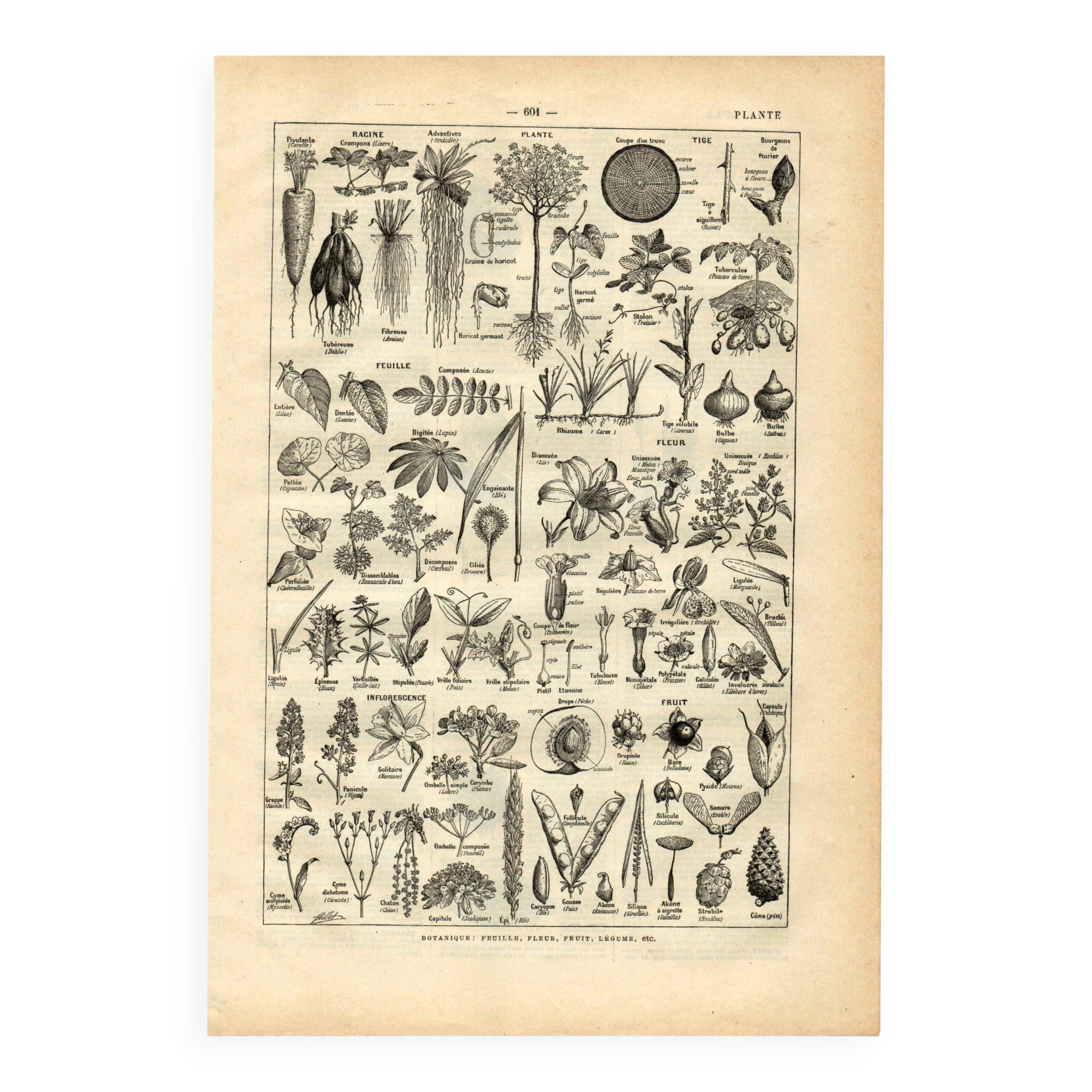 Old engraving from 1923 - Botany - Plant morphology by A. Millot