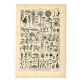 Gravure ancienne de 1923 - Botanique - Morphologie végétale par A. Millot