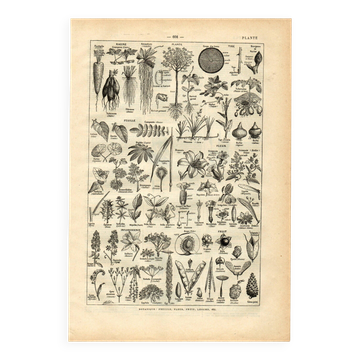 Gravure ancienne de 1923 - Botanique - Morphologie végétale par A. Millot